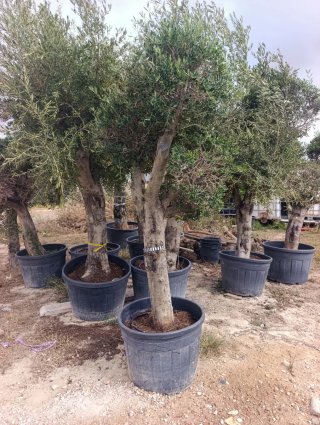 Olivos y parra con uvas de gran calidad