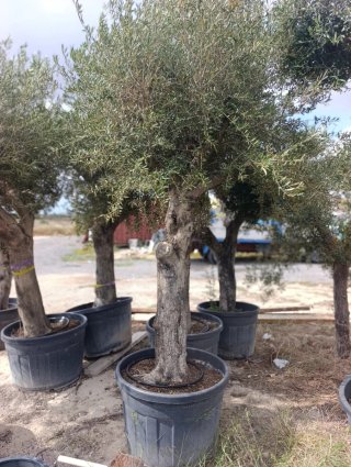 Olivos y parra con uvas de gran calidad