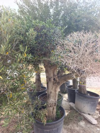 Olivos y parra con uvas de gran calidad