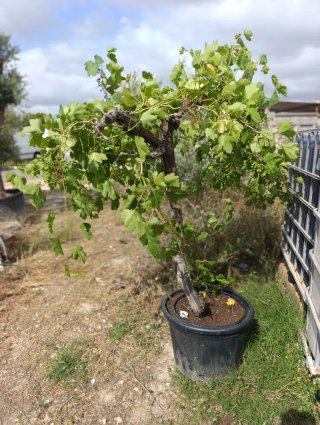 Olivos y parra con uvas de gran calidad
