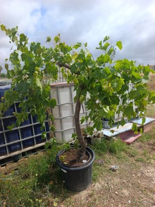 Olivos y parra con uvas de gran calidad