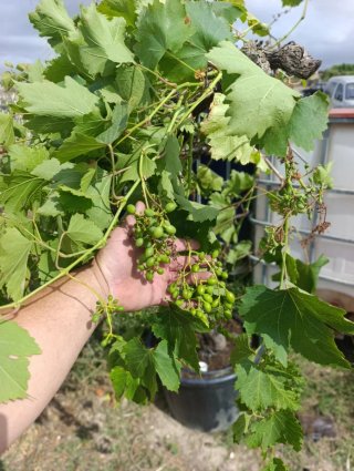 Olivos y parra con uvas de gran calidad