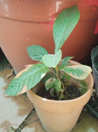 Níspero ecológico