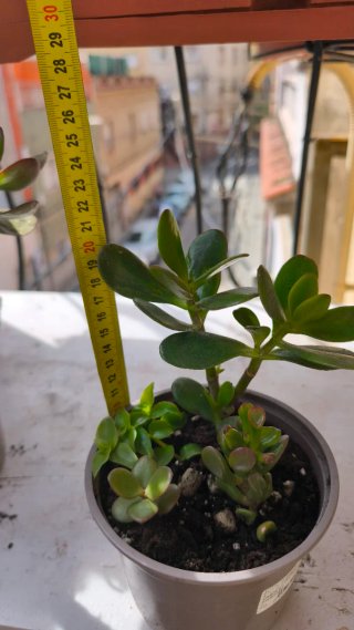 4 Suculentas en Maceta 13cm
