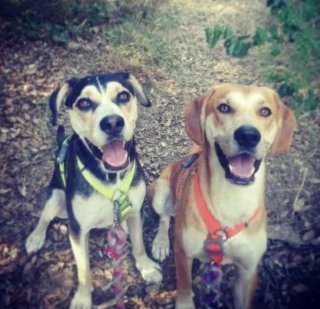 Paseador de perros responsable y con experiencia