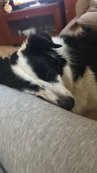 Paseador de perros responsable y con experiencia