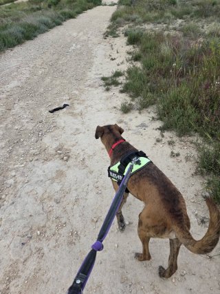 Paseadora de perros