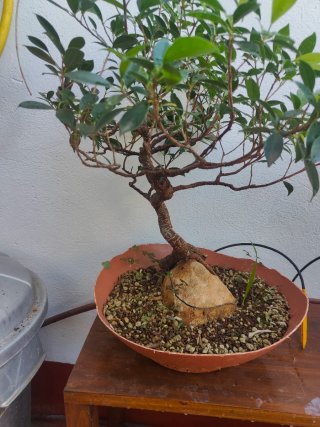 Bonsái Ficus en Roca