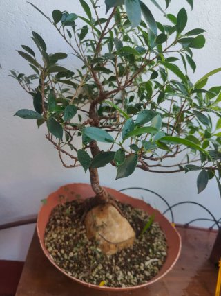 Bonsái Ficus en Roca