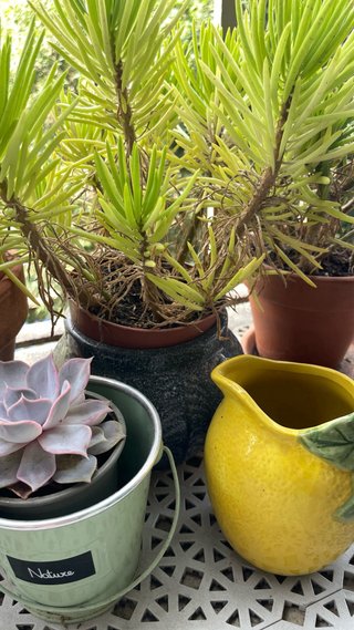 Plantas suculentas con macetas