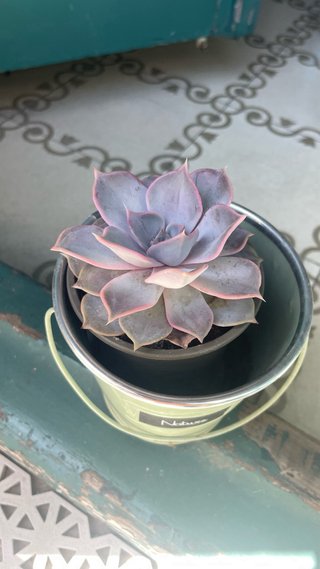 Plantas suculentas con macetas