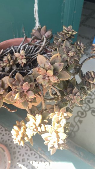 Plantas suculentas con macetas