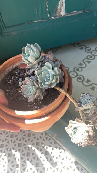 Plantas suculentas con macetas