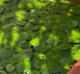 54 Limnobium plantas flotantes acuario