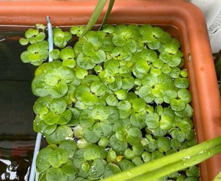 54 Limnobium plantas flotantes acuario