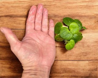 54 Limnobium plantas flotantes acuario
