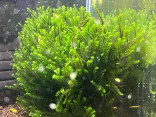 Musgo Rare moss para Acuario