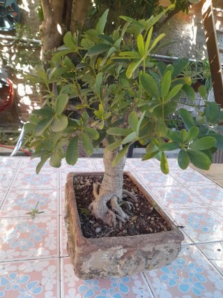 Bonsai Schefflera 10 años