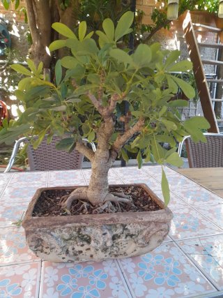 Bonsai Schefflera 10 años