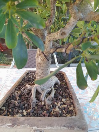 Bonsai Schefflera 10 años