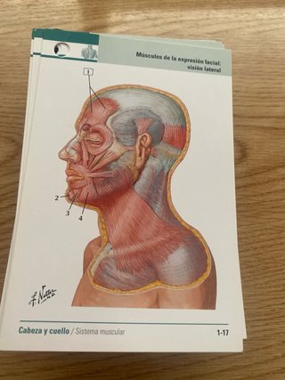Flash card anatomia netter