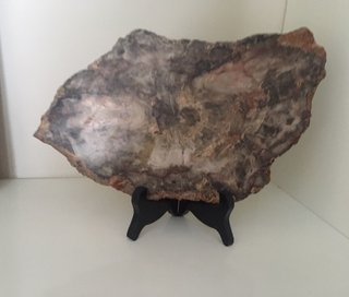 Fósil Madera Petrificada Años 70