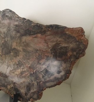 Fósil Madera Petrificada Años 70