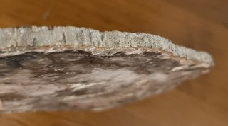 Fósil Madera Petrificada Años 70