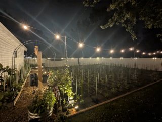 Cañas de bambú para huertos