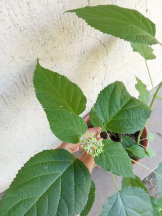 Hortensia Virginia Grande en Flor