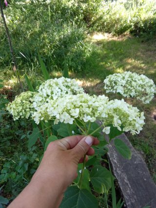 Hortensia Virginia Grande en Flor