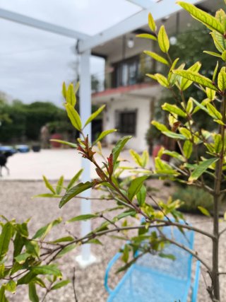 Hasta el 23 de junio.  Árbol Granado