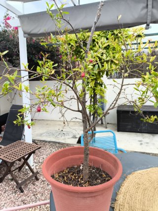 Hasta el 23 de junio.  Árbol Granado