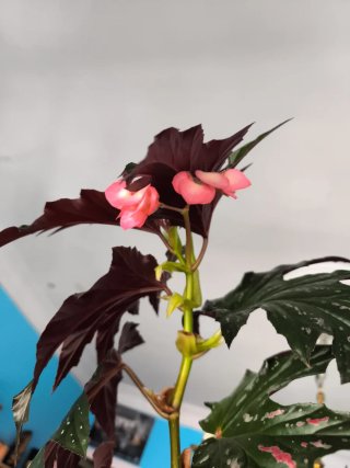 6 Plantas de Begonia Alas de Murciélago