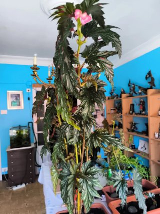 6 Plantas de Begonia Alas de Murciélago