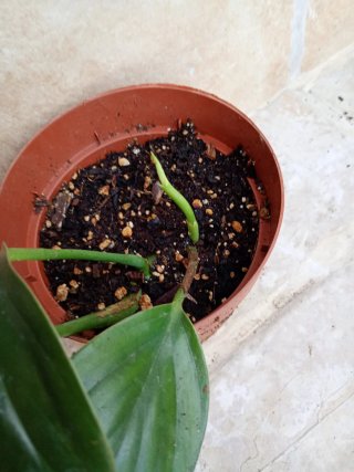 Monstera dragón