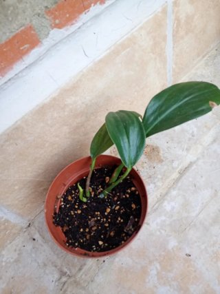 Monstera dragón