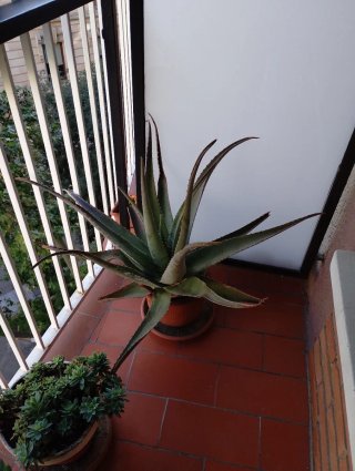 Planta Aloe Vera Grande Maceta Terracota
