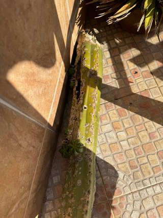 Esqueje Cactus Grande Brotado