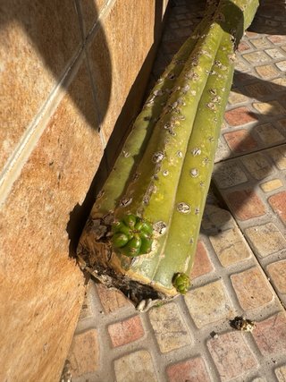 Esqueje Cactus Grande Brotado