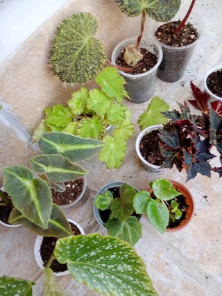 Lote 10 begonias