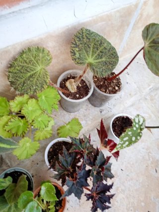 Lote 10 begonias