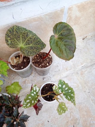 Lote 10 begonias
