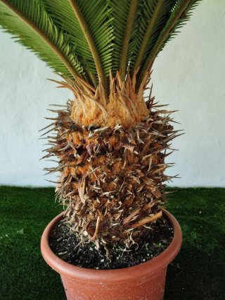 Palmera Cyca en Maceta