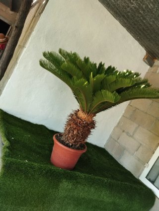 Palmera Cyca en Maceta