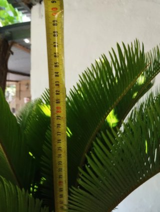 Palmera Cyca en Maceta