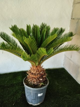 Palmeras Cyca (2 unidades)