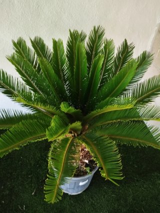 Palmeras Cyca (2 unidades)