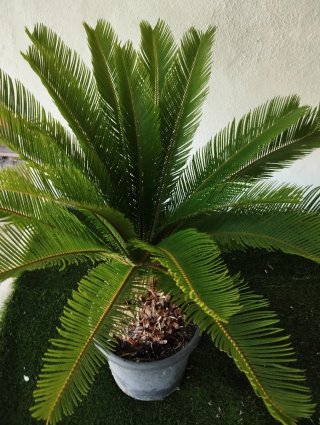 Palmeras Cyca (2 unidades)