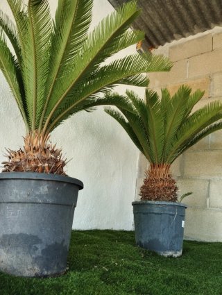 Palmeras Cyca (2 unidades)
